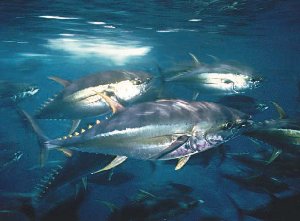 yftuna.jpg (16073 byte)